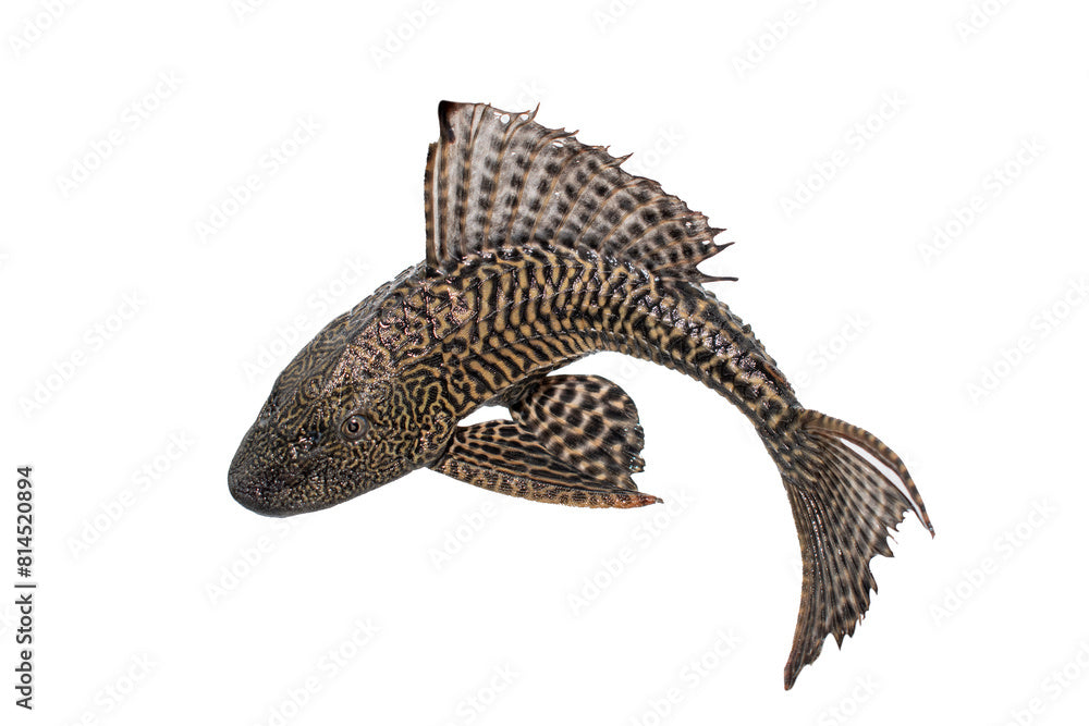 Common Plecostomus