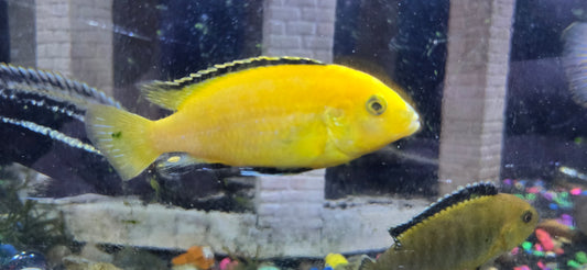 Large Electric Yellow Lab Cichlid