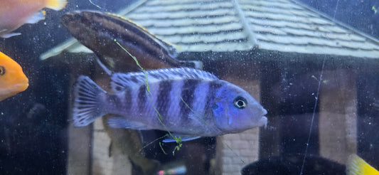 Large Kenyi cichlid