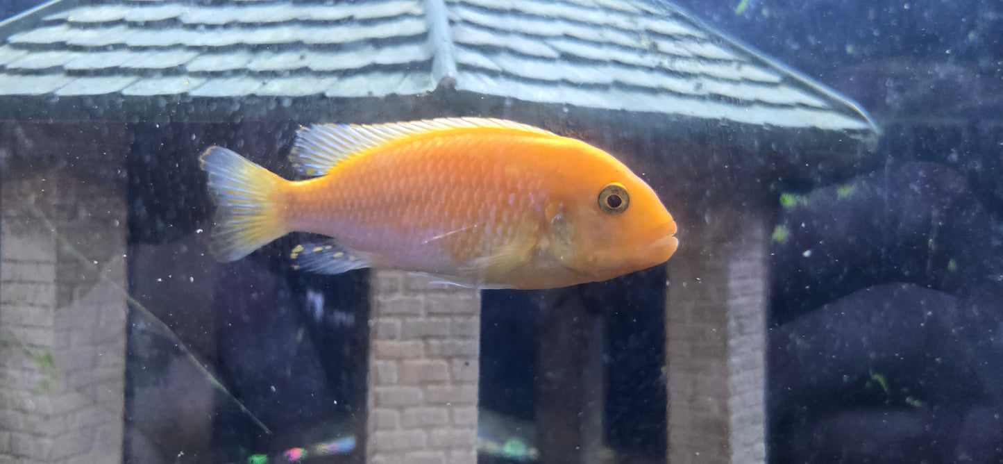 Large Red Zebra Mbuna Cichlid