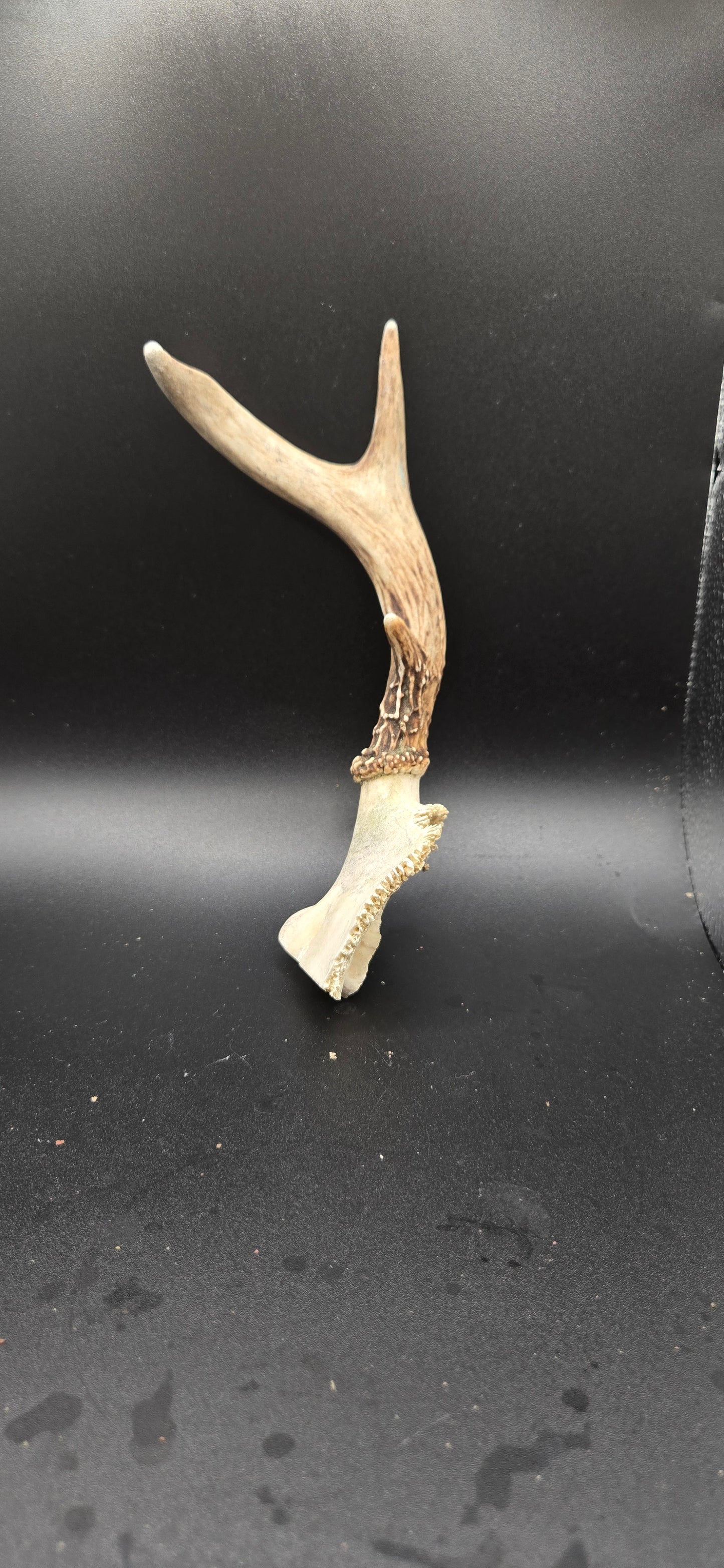 Small Deer Antler Aquarium Decoration