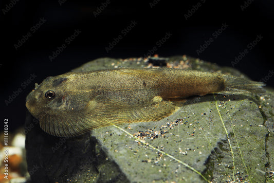 Borneo Sucker Loach