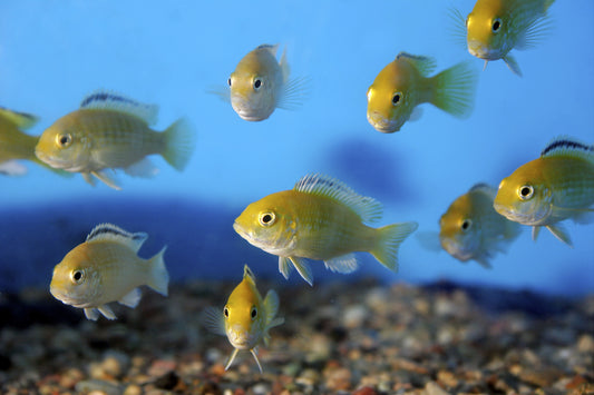 Small yellow lab cichlid