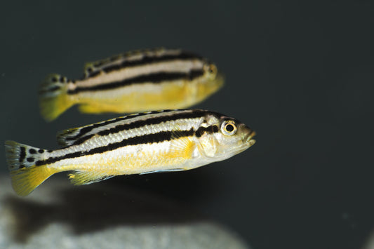 Small golden mbuna cichlid