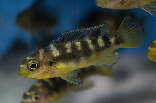 Small bumblebee cichlid