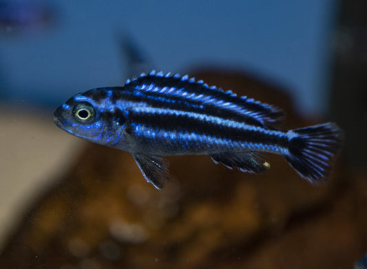 Small maingano cichlid