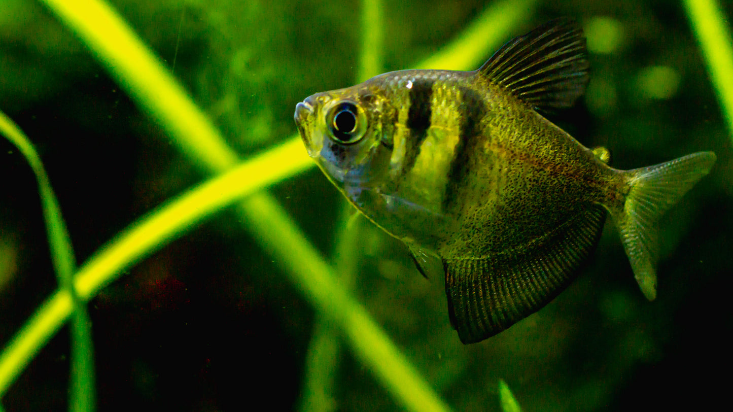 Black skirt long fin tetras