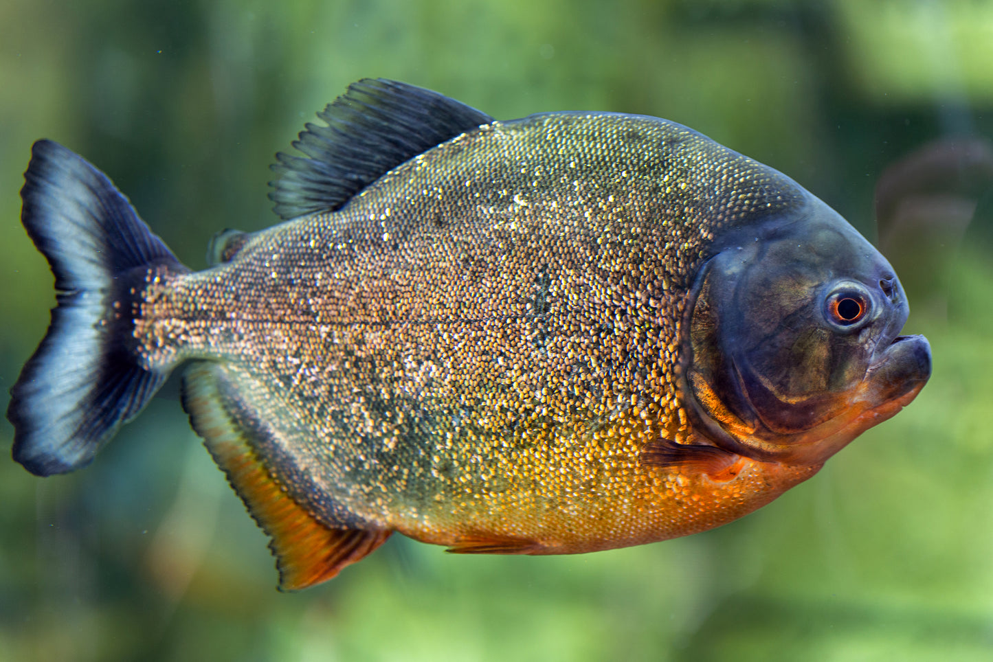 Red Belly Pacu