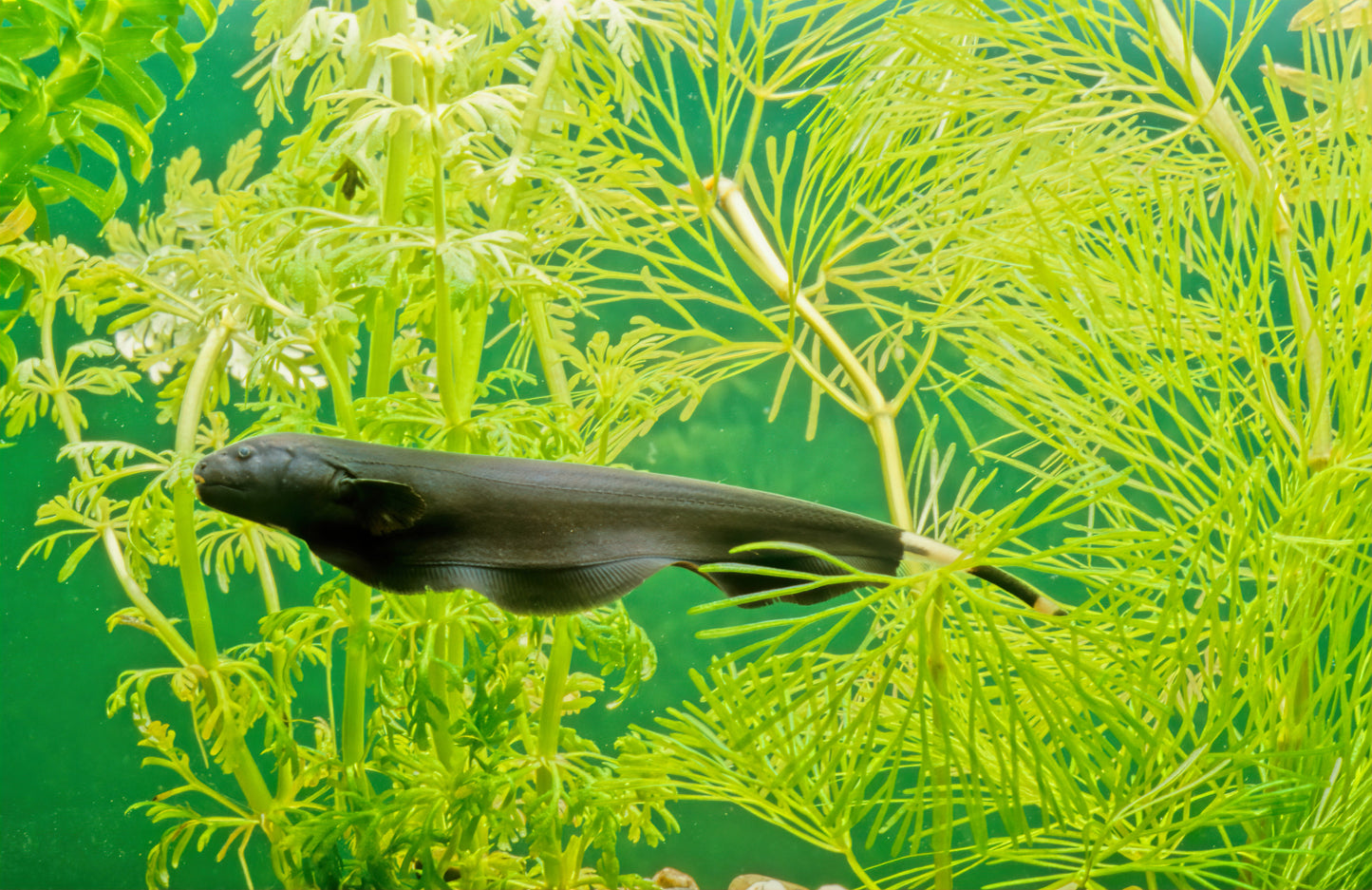 Black Ghost Knifefish