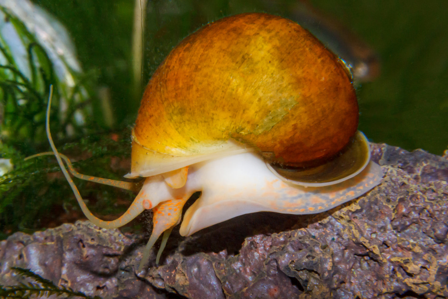 Assorted mystery snails