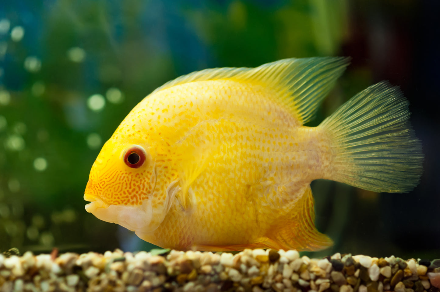 Golden severum