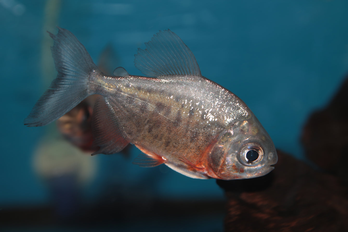 Red Belly Pacu