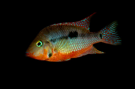 Firemouth Meeki Cichlid