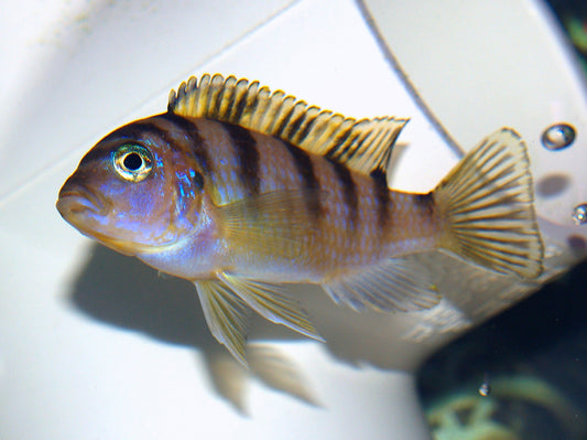 Small kenyi cichlid