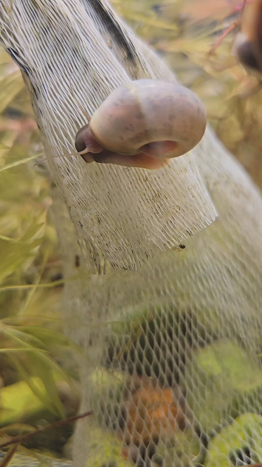 Ramshorn Pond Snails