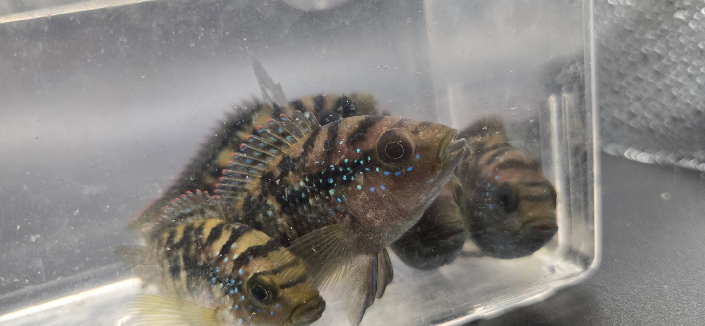 Large Jack Dempsey Cichlid