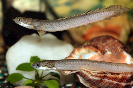 Senegal Bichir