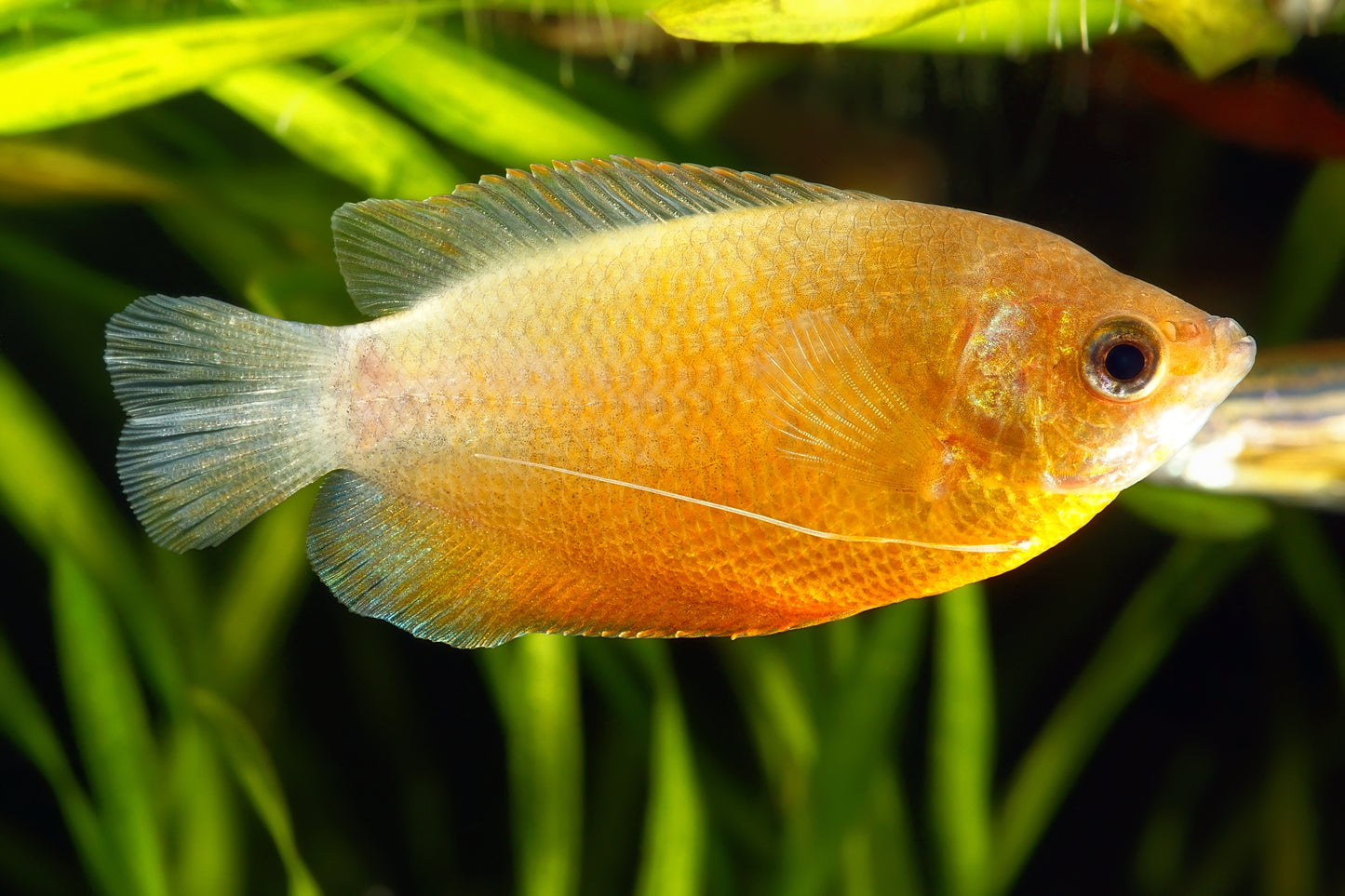 Honey Gold Gourami