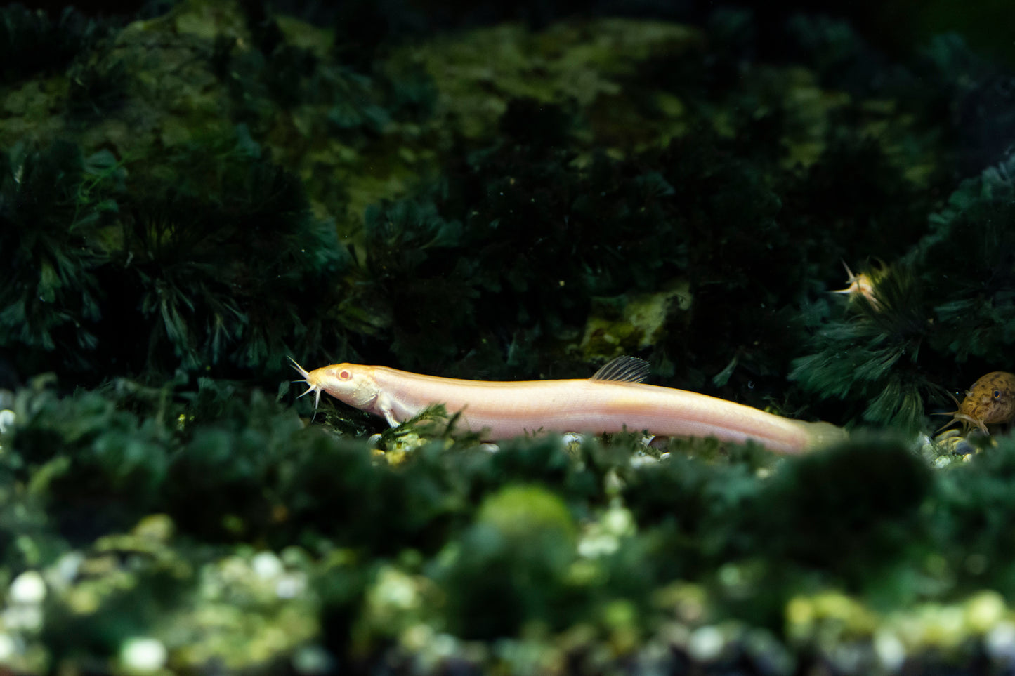 Golden Dojo Loach