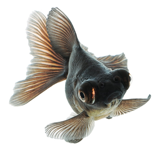 Black Moore Goldfish