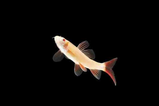 Albino Rainbow Shark