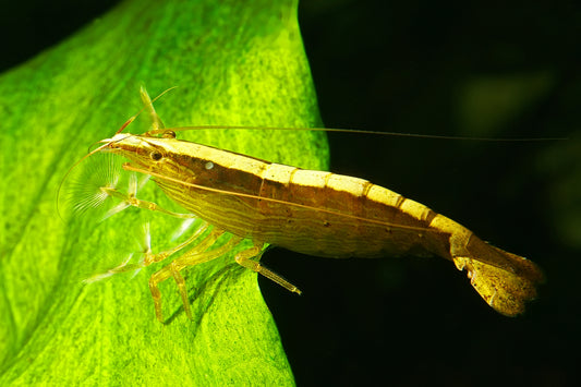 Bamboo Shrimp