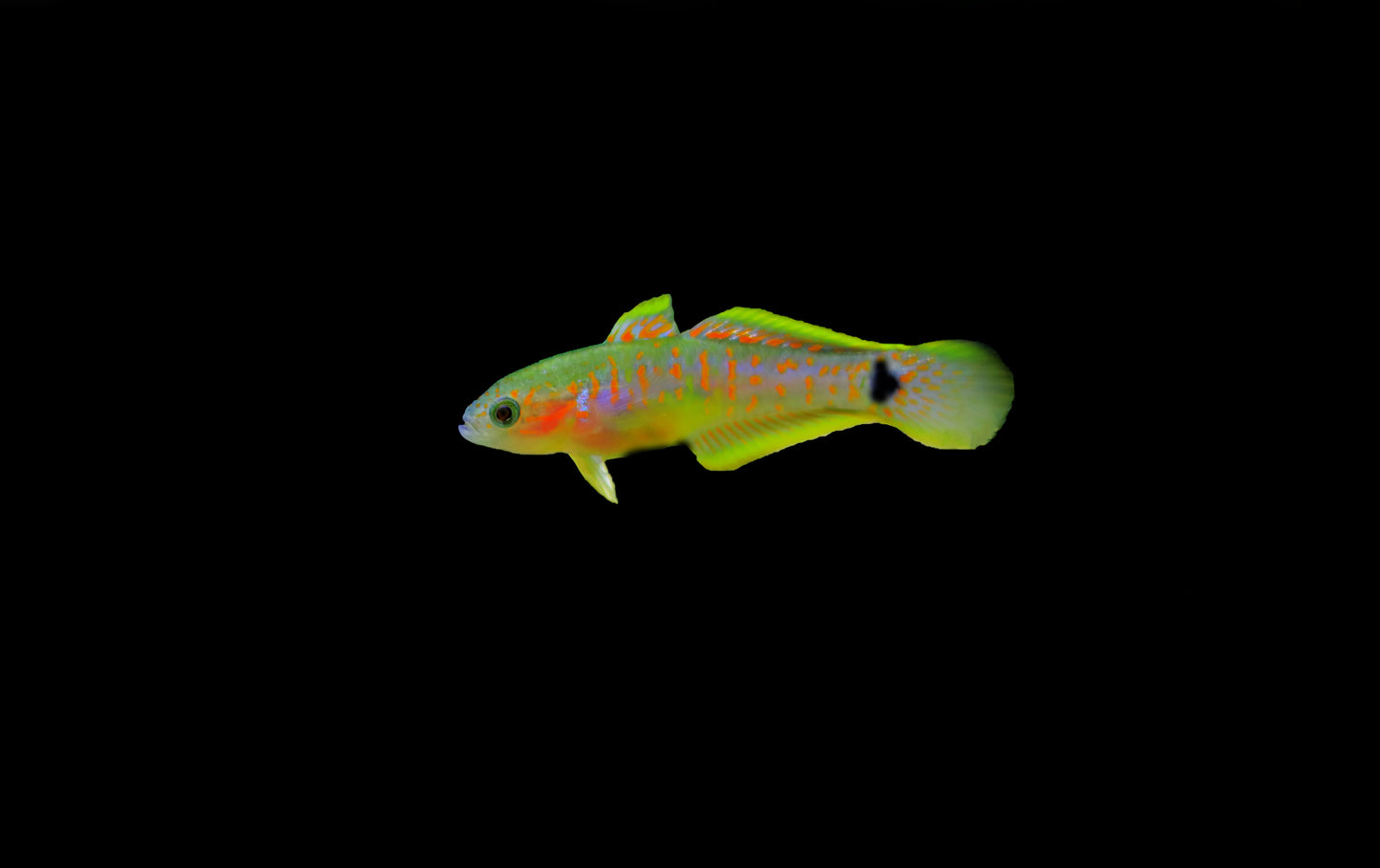 Peacock Goby